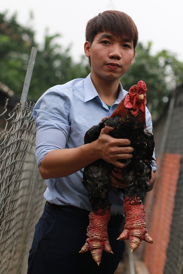 Gà Đông Tảo được ăn thịt bò, rửa chân nước chè, giá đắt như vàng Ga Dong Tao duoc an thit bo, rua chan nuoc che, gia dat nhu vang
