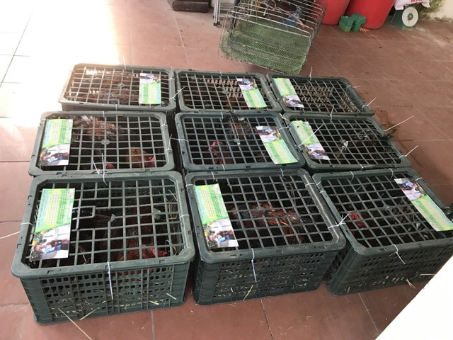 Gà Đông Tảo được ăn thịt bò, rửa chân nước chè, giá đắt như vàng - Hình 6 Ga Dong Tao duoc an thit bo, rua chan nuoc che, gia dat nhu vang-Hinh-6