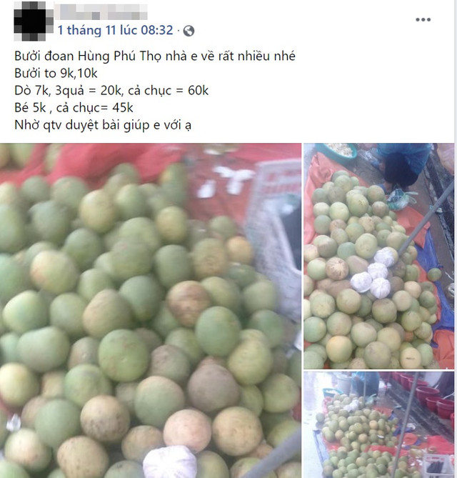 Bưởi Đoan Hùng được bán với giá 9.000 đồng/quả - Hình 4 Buoi Doan Hung duoc ban voi gia 9.000 dong/qua-Hinh-4
