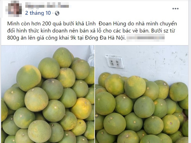 Bưởi Đoan Hùng được bán với giá 9.000 đồng/quả - Hình 3 Buoi Doan Hung duoc ban voi gia 9.000 dong/qua-Hinh-3