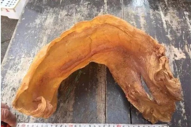 Một loài cá có thứ "quý hơn vàng" ở Việt Nam được cả TG săn đón - Hình 5 Mot loai ca co thu