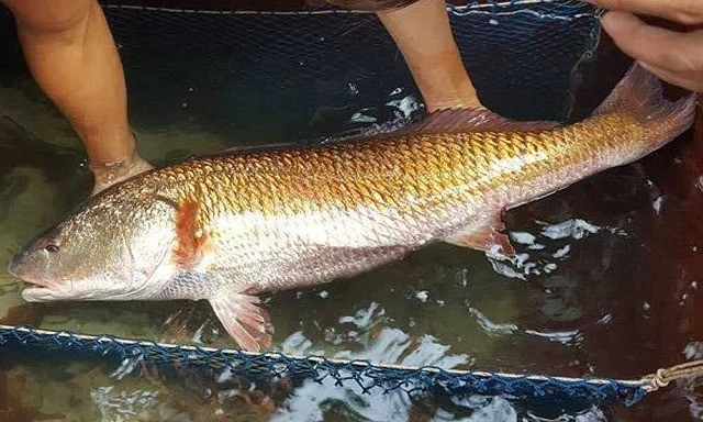 Một loài cá có thứ "quý hơn vàng" ở Việt Nam được cả TG săn đón Mot loai ca co thu