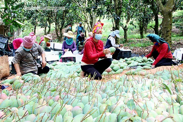Hai số phận của xoài: Nam ế rụng đầy vườn, Bắc đắt hàng giá cao - Hình 3 Hai so phan cua xoai: Nam e rung day vuon, Bac dat hang gia cao-Hinh-3