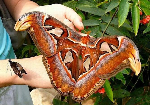 Điểm danh những 'gã khổng lồ' trong thế giới động vật - Hình 14 Diem danh nhung 'ga khong lo' trong the gioi dong vat-Hinh-14