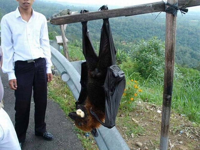 Điểm danh những 'gã khổng lồ' trong thế giới động vật - Hình 4 Diem danh nhung 'ga khong lo' trong the gioi dong vat-Hinh-4