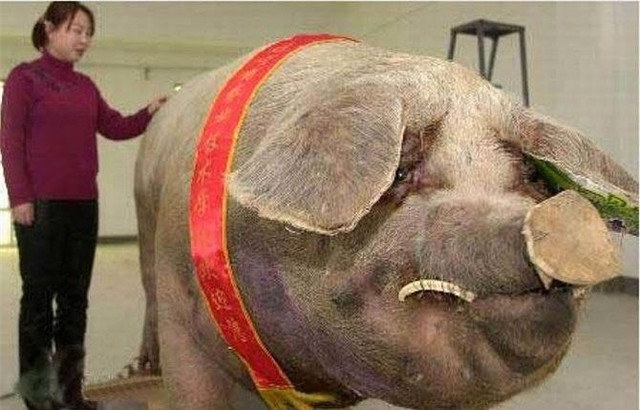 Điểm danh những 'gã khổng lồ' trong thế giới động vật - Hình 2 Diem danh nhung 'ga khong lo' trong the gioi dong vat-Hinh-2
