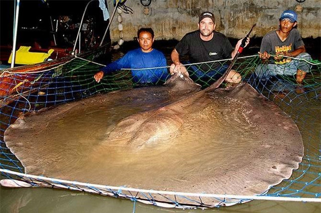 Điểm danh những 'gã khổng lồ' trong thế giới động vật - Hình 8 Diem danh nhung 'ga khong lo' trong the gioi dong vat-Hinh-8