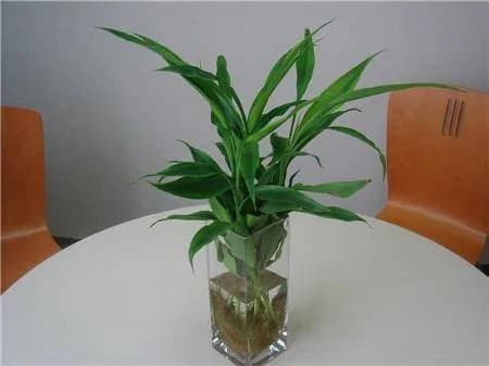 Đặt cây trúc ở đâu để thu hút tài lộc, tránh tai họa! - Hình 3 Dat cay truc o dau de thu hut tai loc, tranh tai hoa!-Hinh-3