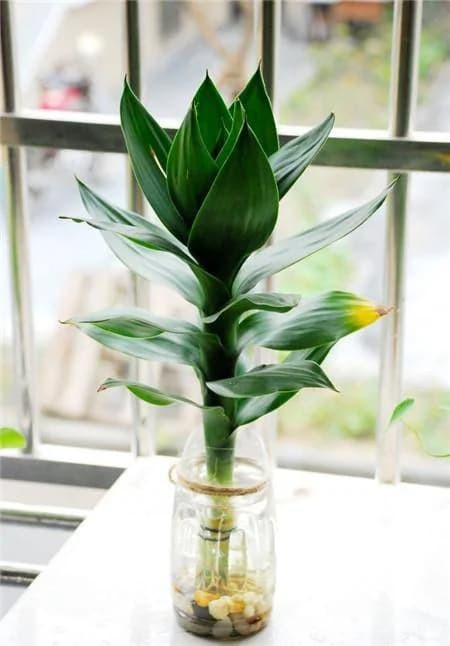 Đặt cây trúc ở đâu để thu hút tài lộc, tránh tai họa! - Hình 6 Dat cay truc o dau de thu hut tai loc, tranh tai hoa!-Hinh-6