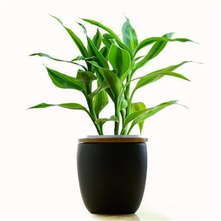 Đặt cây trúc ở đâu để thu hút tài lộc, tránh tai họa! - Hình 4 Dat cay truc o dau de thu hut tai loc, tranh tai hoa!-Hinh-4