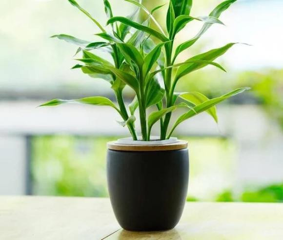 Đặt cây trúc ở đâu để thu hút tài lộc, tránh tai họa! - Hình 2 Dat cay truc o dau de thu hut tai loc, tranh tai hoa!-Hinh-2