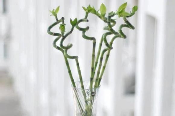 Đặt cây trúc ở đâu để thu hút tài lộc, tránh tai họa! Dat cay truc o dau de thu hut tai loc, tranh tai hoa!
