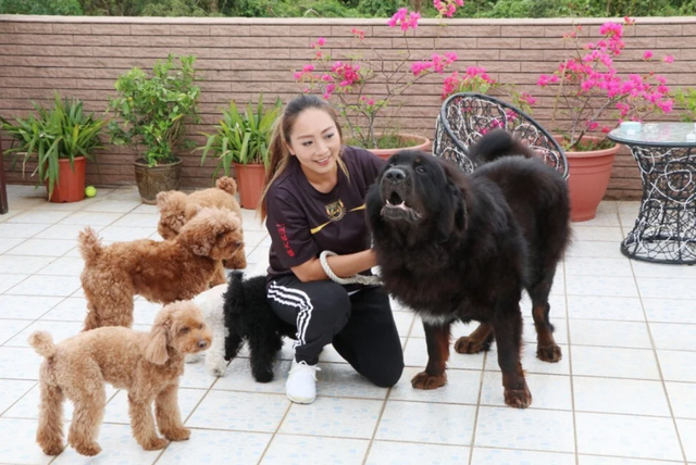 Chó ngao Tây Tạng trở thành mối nguy hiểm ở Trung Quốc - Hình 6 Cho ngao Tay Tang tro thanh moi nguy hiem o Trung Quoc-Hinh-6