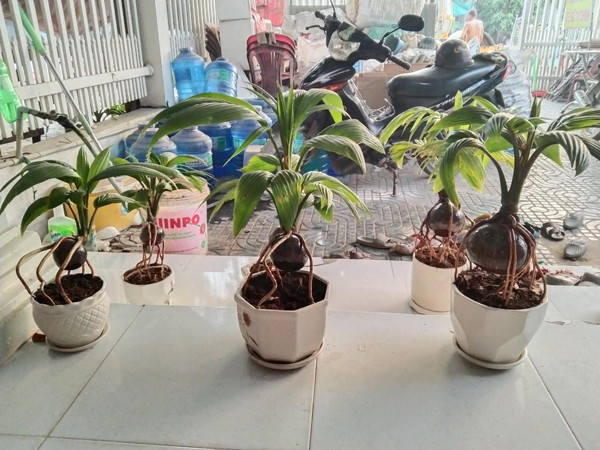 Loại cây được ưa chuộng dịp Tết, phải đặt mua trước cả nửa năm - Hình 5 Loai cay duoc ua chuong dip Tet, phai dat mua truoc ca nua nam-Hinh-5
