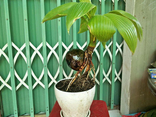 Loại cây được ưa chuộng dịp Tết, phải đặt mua trước cả nửa năm - Hình 4 Loai cay duoc ua chuong dip Tet, phai dat mua truoc ca nua nam-Hinh-4