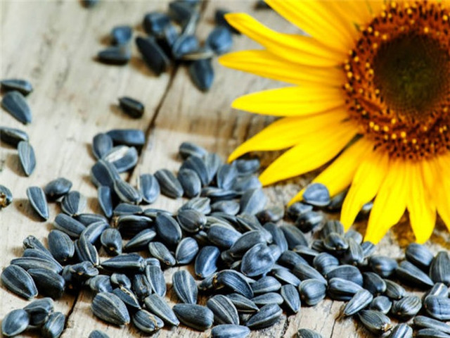 Hạt hướng dương có hàm lượng vitamin E cao, đây lag một chất chống oxy hoá có thể bảo vệ gan khỏi bị tổn thương thêm. Ngoài ra, chúng còn chứa chất béo lành mạnh giúp tăng cường sức khoẻ tim và sức khoẻ của não. Ngoài ra , hạt hướng dương cũng chứa vitamin A, canxi, vitamin C, sắt, vitamin B6 và magiê. Hạt hướng dương có hàm lượng vitamin E cao, đây lag một chất chống oxy hoá có thể bảo vệ gan khỏi bị tổn thương thêm. Ngoài ra, chúng còn chứa chất béo lành mạnh giúp tăng cường sức khoẻ tim và sức khoẻ của não. Ngoài ra , hạt hướng dương cũng chứa vitamin A, canxi, vitamin C, sắt, vitamin B6 và magiê.