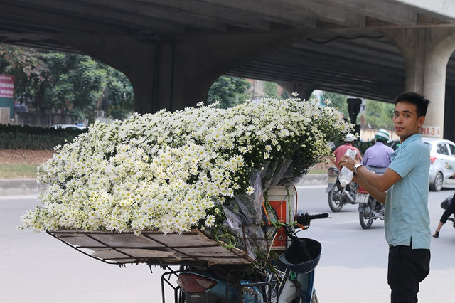 Cúc họa mi đầu mùa, dân buôn hét giá cả trăm nghìn 1 bó - Hình 2 Cuc hoa mi dau mua, dan buon het gia ca tram nghin 1 bo-Hinh-2