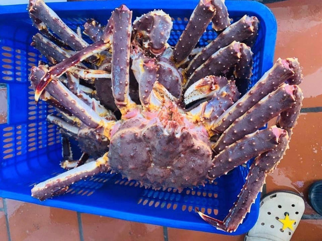 Đuôi bò đông lạnh, cua hoàng đế hấp hối rẻ khó tin Duoi bo dong lanh, cua hoang de hap hoi re kho tin