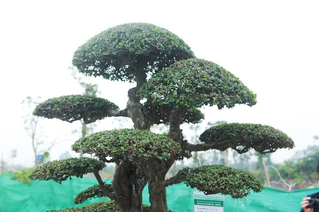 Tiêu dùng & Dư luận - Vẻ đẹp hiếm có của cặp duối cổ khiến đại gia xếp hàng mua (Hình 2).