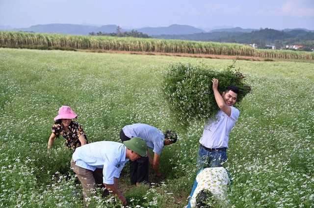 Về quê khởi nghiệp 9X Thanh Hóa kiếm tiền tỷ mỗi năm - Hình 2 Ve que khoi nghiep 9X Thanh Hoa kiem tien ty moi nam-Hinh-2