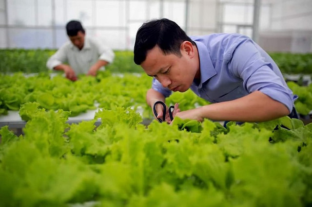 7x thu hàng tỷ đồng mỗi năm nhờ trồng rau - Hình 6 7x thu hang ty dong moi nam nho trong rau-Hinh-6