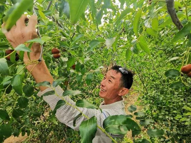 Lạ lùng giống táo lai hồ lô có giá hơn 1 triệu/kg - Hình 3 La lung giong tao lai ho lo co gia hon 1 trieu/kg-Hinh-3
