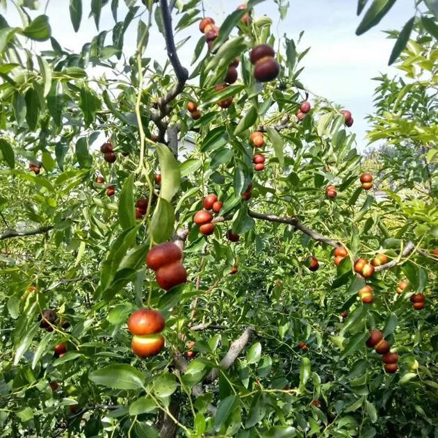 Lạ lùng giống táo lai hồ lô có giá hơn 1 triệu/kg La lung giong tao lai ho lo co gia hon 1 trieu/kg