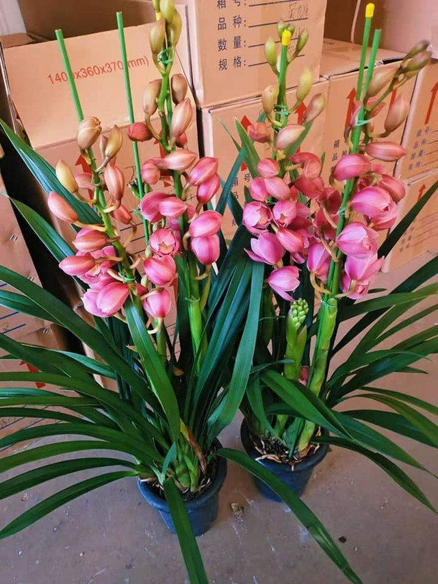 14 ngày kinh doanh hoa Tết, tiểu thương lỗ sấp mặt, sút 3kg - Hình 4 14 ngay kinh doanh hoa Tet, tieu thuong lo sap mat, sut 3kg-Hinh-4