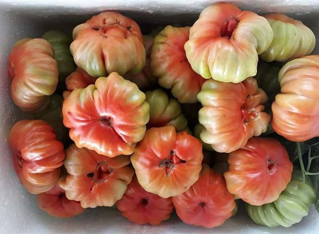 Loại cà chua cổ ở Sơn La nhìn xấu lạ mà lại siêu đắt khách Loai ca chua co o Son La nhin xau la ma lai sieu dat khach