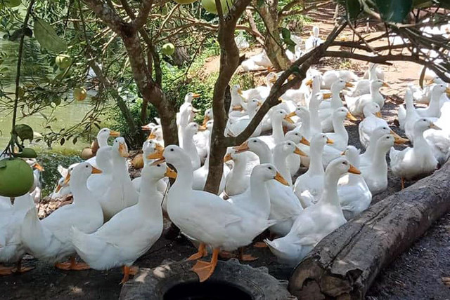 Vay 500 triệu nuôi vịt, vợ chồng Hà Nội thắng lớn Vay 500 trieu nuoi vit, vo chong Ha Noi thang lon