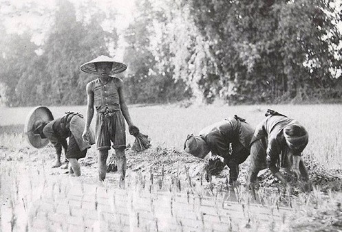 Người Việt gọi cơm tẻ là mẹ ruột vì sao? Nguoi Viet goi com te la me ruot vi sao?