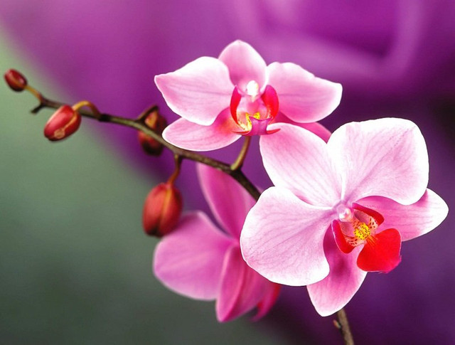Các loại hoa kiêng kỵ đặt trên bàn thờ dịp Tết nguyên đán - Hình 2 Cac loai hoa kieng ky dat tren ban tho dip Tet nguyen dan-Hinh-2