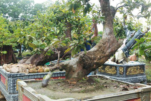 Cặp Tiên đồng - Ngọc nữ của vua mai vàng Yên Tử - Hình 2 Cap Tien dong - Ngoc nu cua vua mai vang Yen Tu-Hinh-2