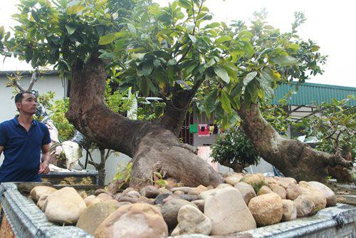 Cặp Tiên đồng - Ngọc nữ của vua mai vàng Yên Tử - Hình 3 Cap Tien dong - Ngoc nu cua vua mai vang Yen Tu-Hinh-3