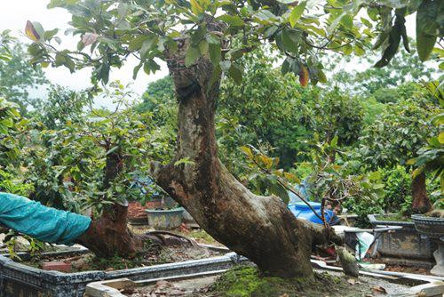 Cặp Tiên đồng - Ngọc nữ của vua mai vàng Yên Tử - Hình 4 Cap Tien dong - Ngoc nu cua vua mai vang Yen Tu-Hinh-4