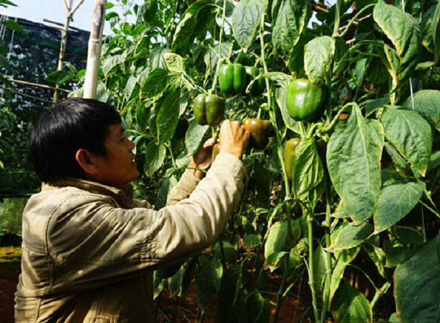 Nông dân thu vài triệu mỗi ngày nhờ trồng thứ quả xanh đỏ này Nong dan thu vai trieu moi ngay nho trong thu qua xanh do nay