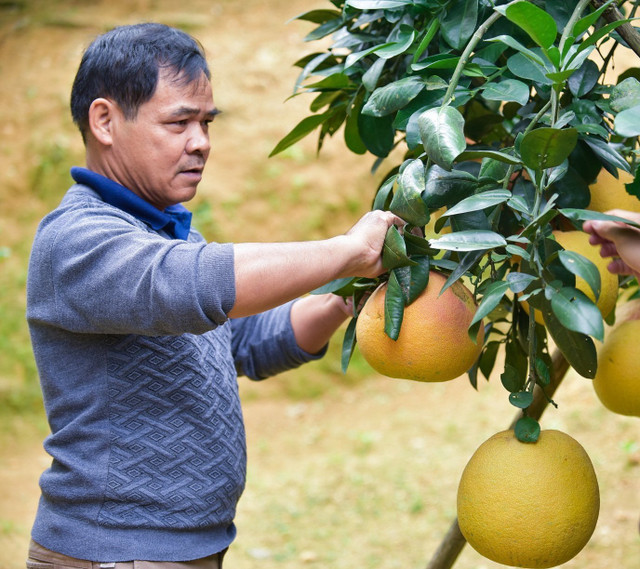 Bưởi tiến vua nửa triệu đồng một quả vẫn đắt hàng Buoi tien vua nua trieu dong mot qua van dat hang