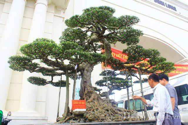 Siêu cây Long cổ đại giá 14 tỷ chủ nhân quyết không bán Sieu cay Long co dai gia 14 ty chu nhan quyet khong ban