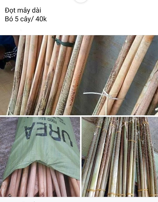 Loại cây mọc hoang đầy rừng thành đặc sản, giá cả trăm nghìn đồng/kg - Hình 2 Loai cay moc hoang day rung thanh dac san, gia ca tram nghin dong/kg-Hinh-2