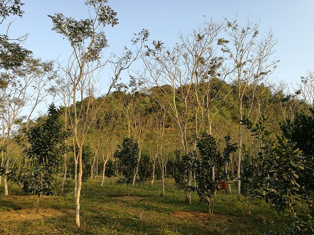 Kho báu nghìn tỷ dưới thung lũng của lão nông Tuyên Quang Kho bau nghin ty duoi thung lung cua lao nong Tuyen Quang