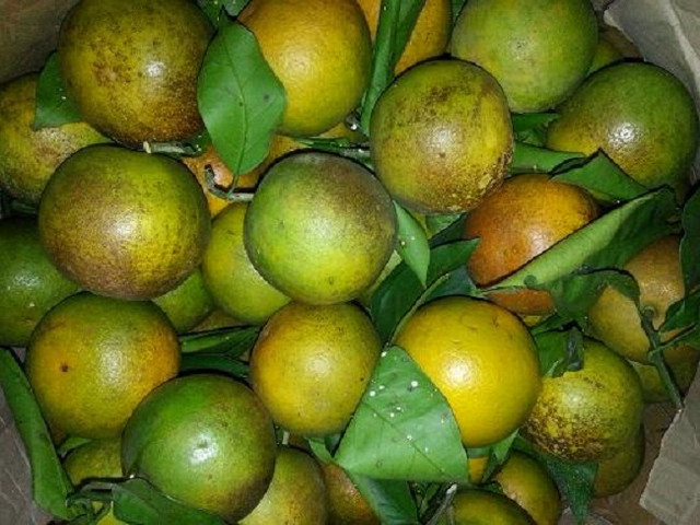 Người bán tiết lộ vì sao Cam Vinh chỉ 5 nghìn đồng/kg Nguoi ban tiet lo vi sao Cam Vinh chi 5 nghin dong/kg