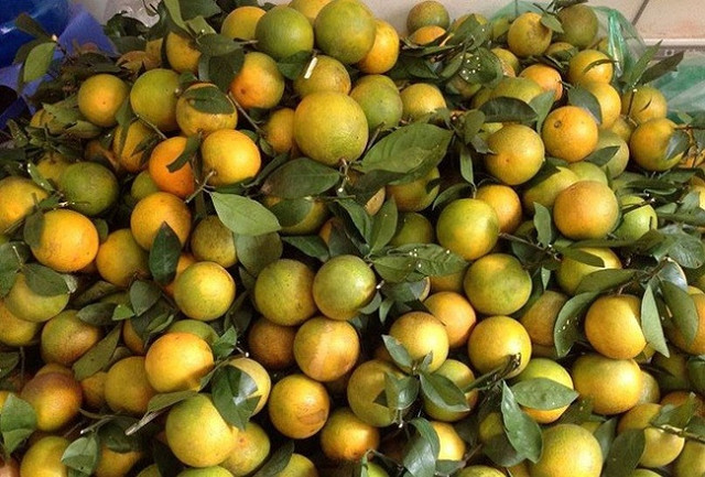Người bán tiết lộ vì sao Cam Vinh chỉ 5 nghìn đồng/kg - Hình 4 Nguoi ban tiet lo vi sao Cam Vinh chi 5 nghin dong/kg-Hinh-4