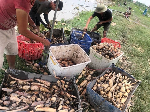Bí mật ít người biết về củ sen tươi 7 lỗ và 9 lỗ - Hình 4 Bi mat it nguoi biet ve cu sen tuoi 7 lo va 9 lo-Hinh-4