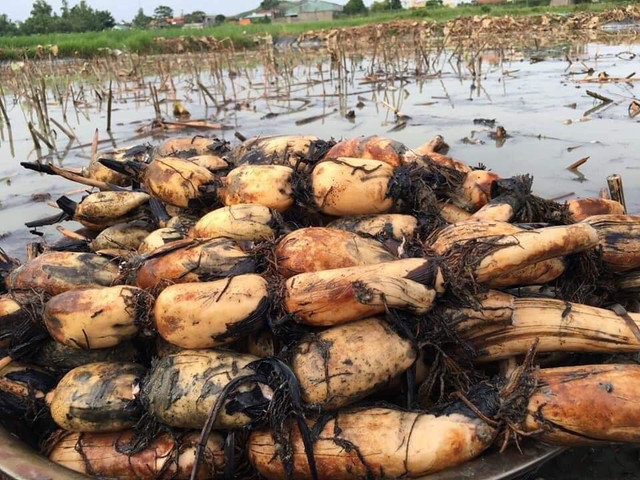 Bí mật ít người biết về củ sen tươi 7 lỗ và 9 lỗ Bi mat it nguoi biet ve cu sen tuoi 7 lo va 9 lo