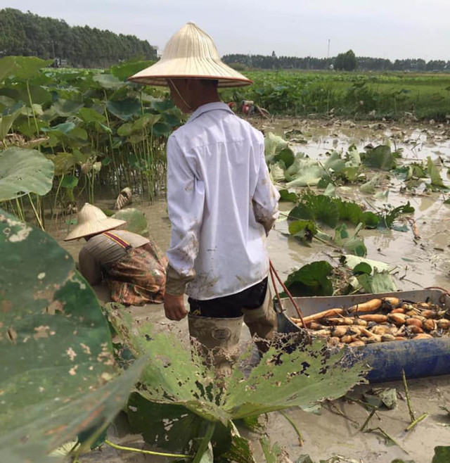 Bí mật ít người biết về củ sen tươi 7 lỗ và 9 lỗ - Hình 2 Bi mat it nguoi biet ve cu sen tuoi 7 lo va 9 lo-Hinh-2