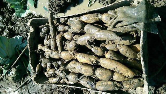 Bí mật ít người biết về củ sen tươi 7 lỗ và 9 lỗ - Hình 3 Bi mat it nguoi biet ve cu sen tuoi 7 lo va 9 lo-Hinh-3