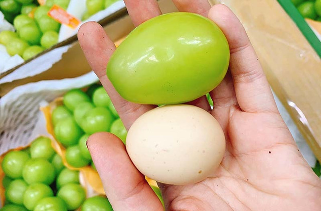 Nho Nhật Bản quả to hơn trứng gà: Giá 7 triệu/chùm Nho Nhat Ban qua to hon trung ga: Gia 7 trieu/chum