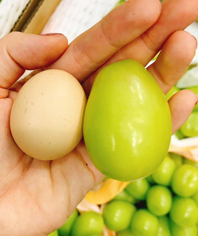 Nho Nhật Bản quả to hơn trứng gà: Giá 7 triệu/chùm - Hình 4 Nho Nhat Ban qua to hon trung ga: Gia 7 trieu/chum-Hinh-4