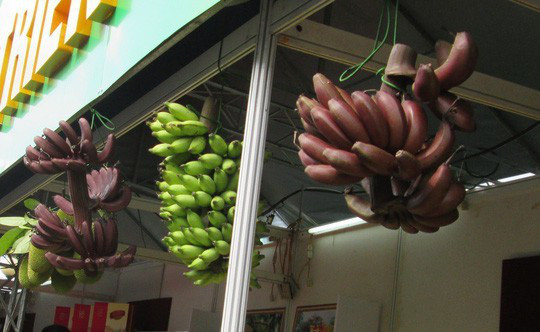 Loại chuối xấu chưa từng có nhưng ăn lại cực ngon - Hình 2 Loai chuoi xau chua tung co nhung an lai cuc ngon-Hinh-2
