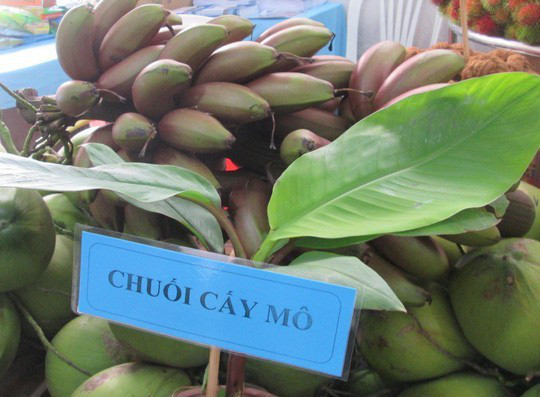 Loại chuối xấu chưa từng có nhưng ăn lại cực ngon - Hình 3 Loai chuoi xau chua tung co nhung an lai cuc ngon-Hinh-3